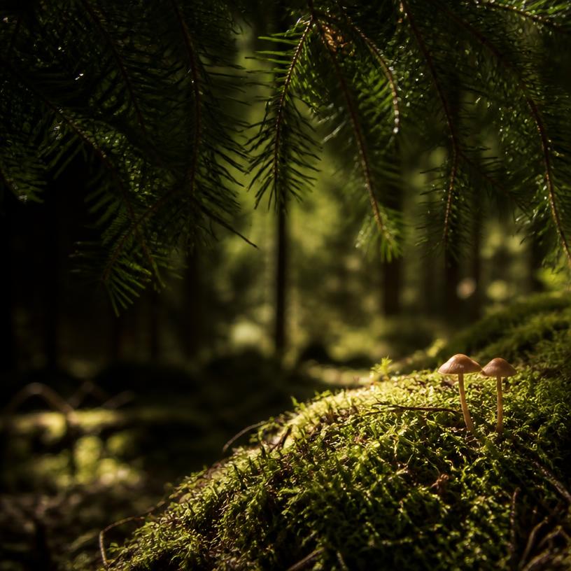 Im Schatten der Nadelspitzen
