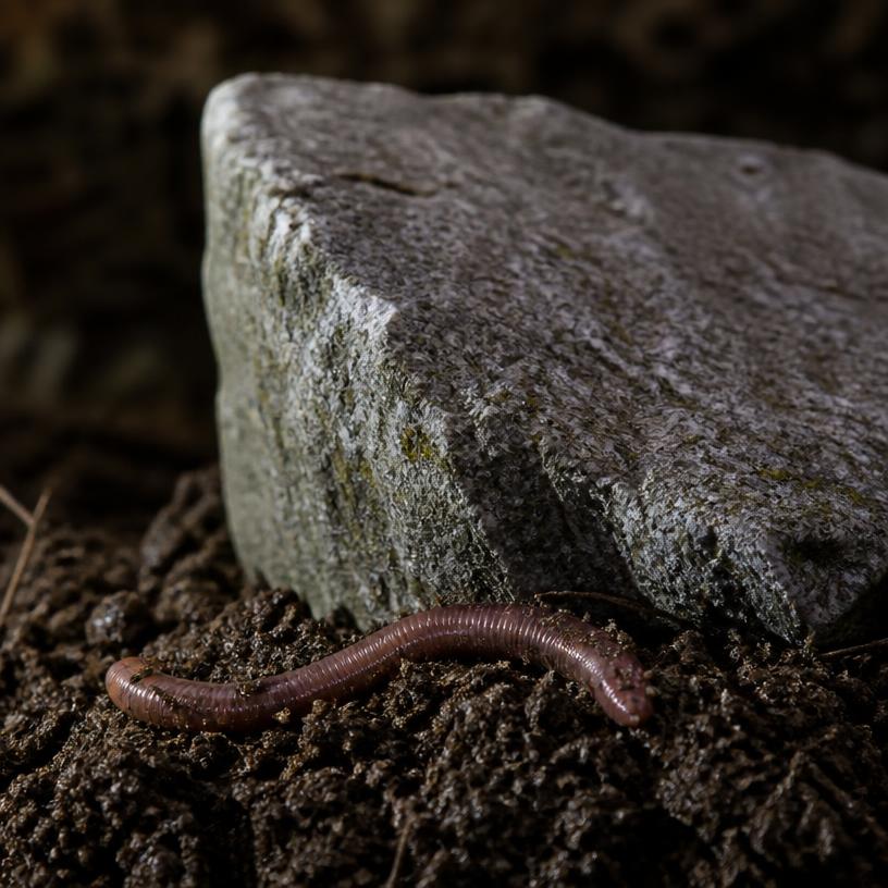 Schlafen wie ein Stein oder ein Wurm?