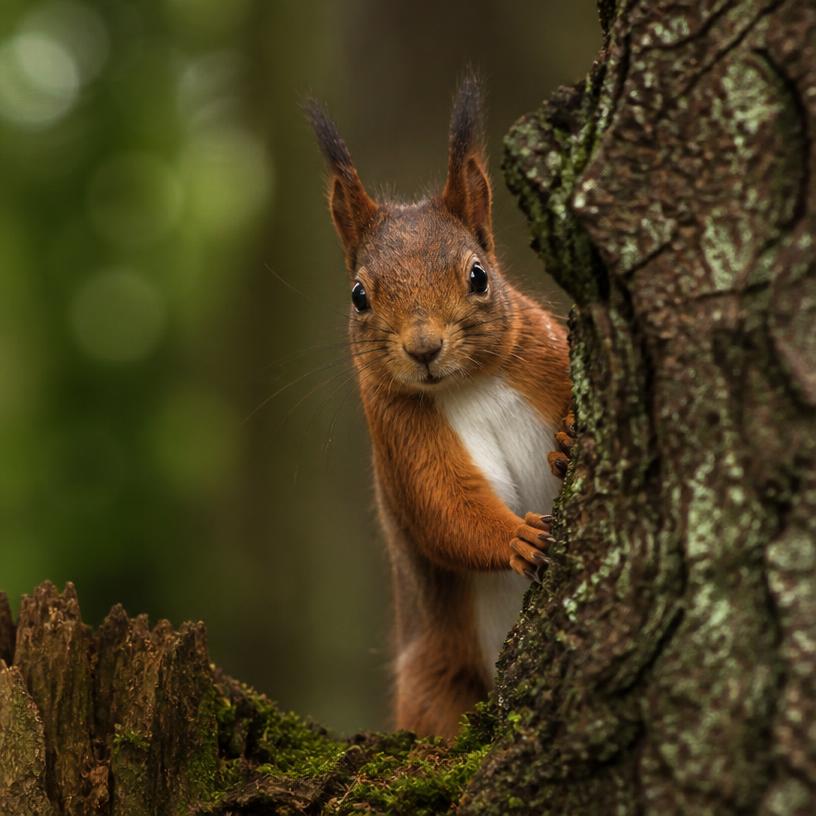 Tierische Geheimnisse enthüllt!