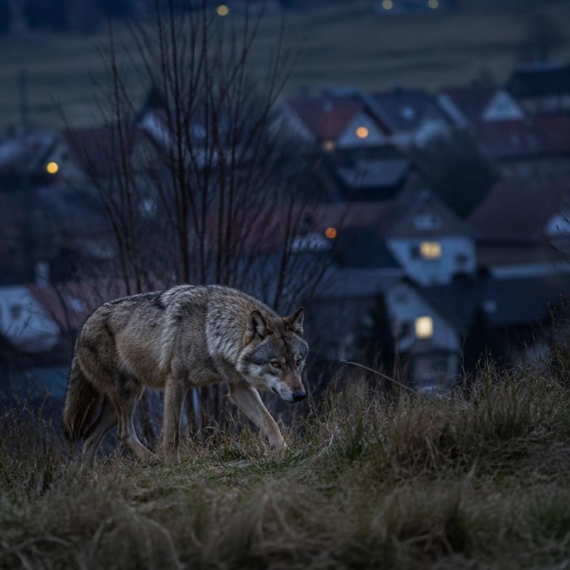 Wölfe unter uns: Natur im Wandel