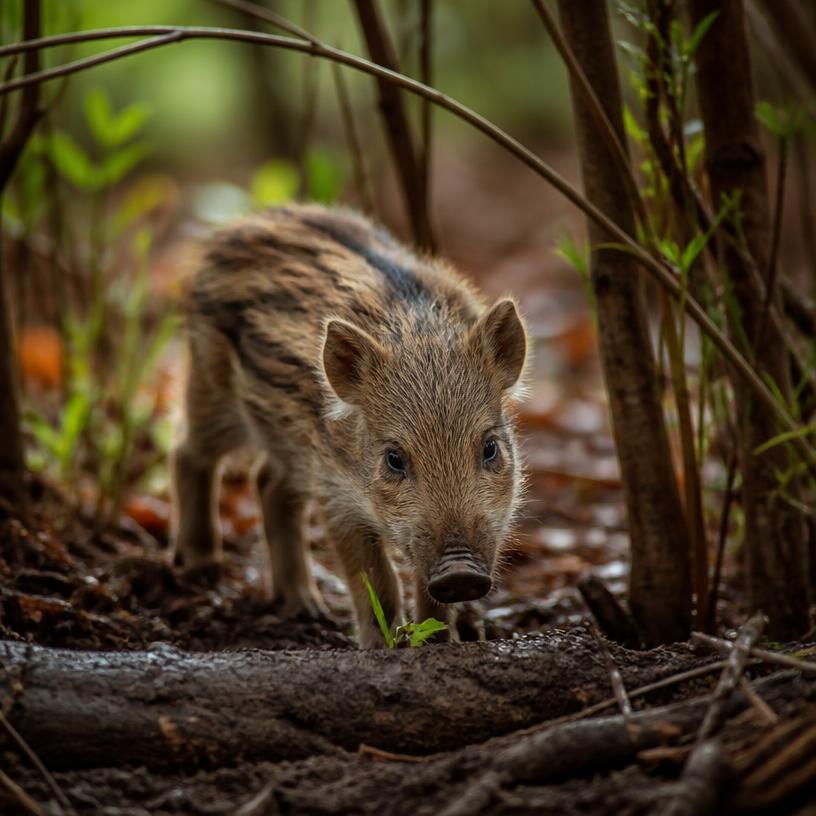 Animalische Erkenntnisse: Ein Exkurs in die Welt der Tiere